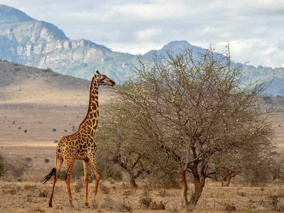 TAITA-HILLS-WILDLIFE-SANCTUARY